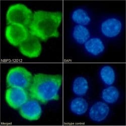 CCR7 Rabbit anti-Mouse, Clone: 4B12, Novus Biologicals:Antibodies:Primary